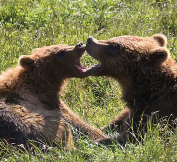 María Álvarez Pickman