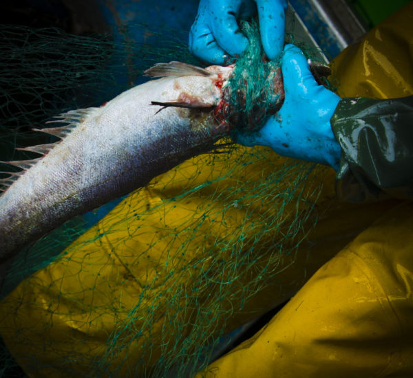 Inmaculada Collantes