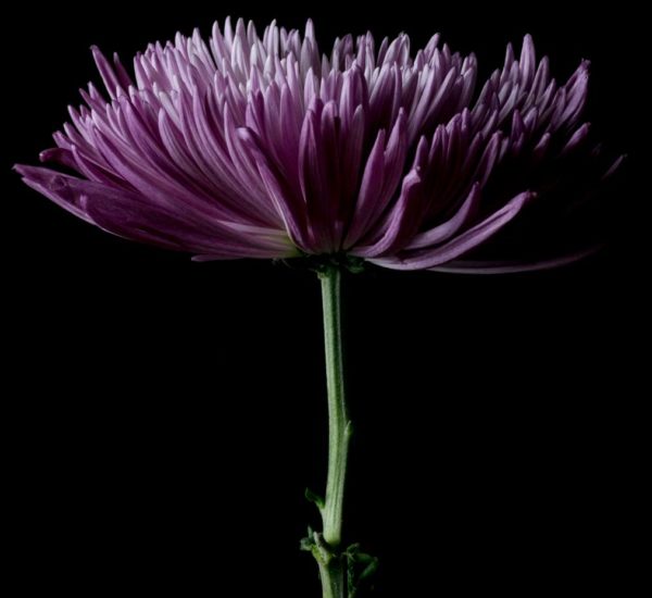 The Life Cycle of Flowers