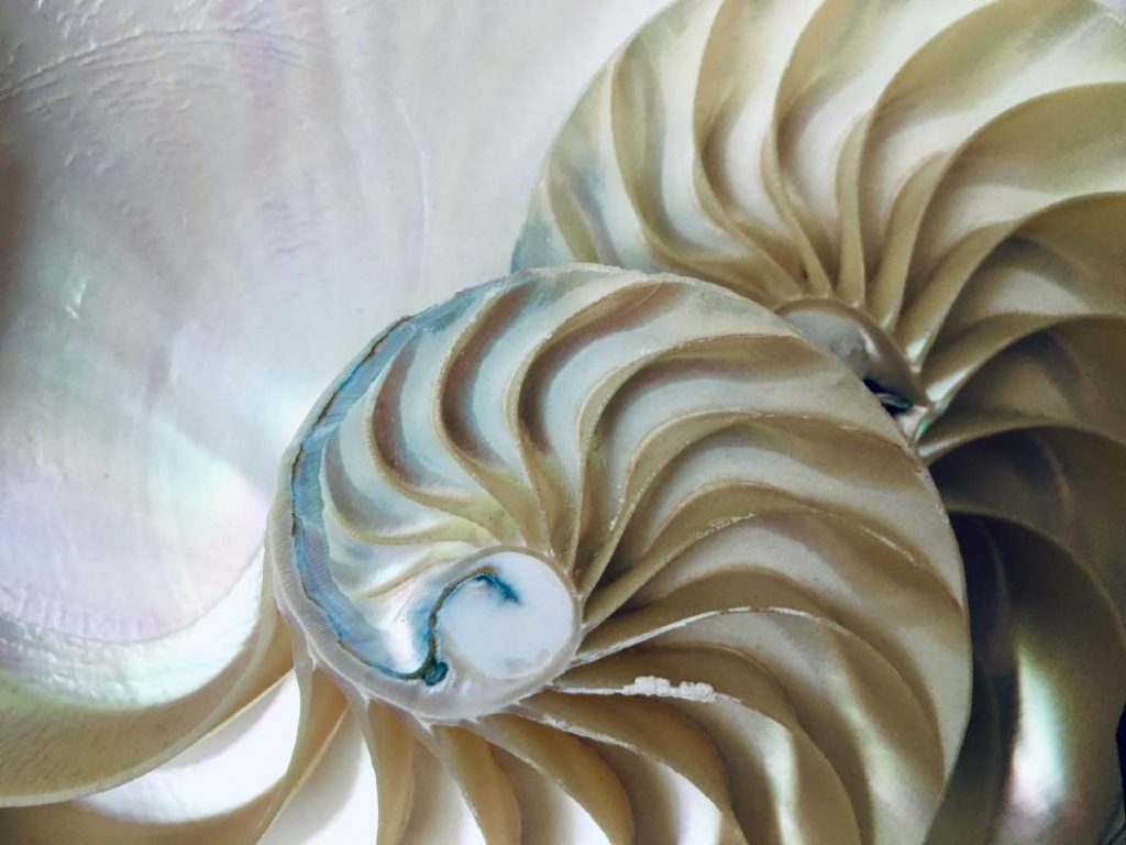 Espiral fibonacci